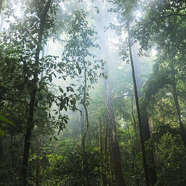 tropical rainforest biome